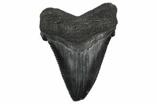 Serrated Angustidens Tooth - Megalodon Ancestor #340362