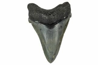 Serrated Angustidens Tooth - Megalodon Ancestor #340363