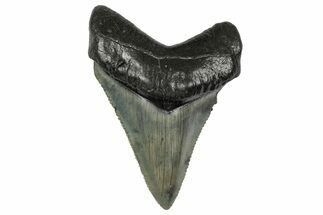 Serrated, Juvenile Megalodon Tooth - South Carolina #340551