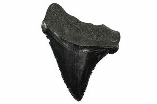 Serrated, Juvenile Megalodon Tooth - South Carolina #340552
