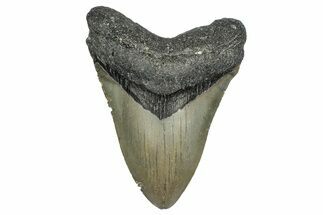 Serrated, Fossil Megalodon Tooth - North Carolina #345681