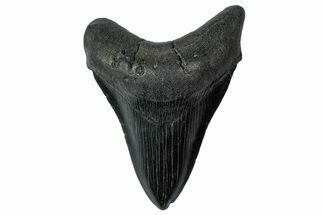Fossil Megalodon Tooth - South Carolina #340144