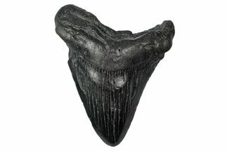 Bargain, Fossil Megalodon Tooth - South Carolina #340150