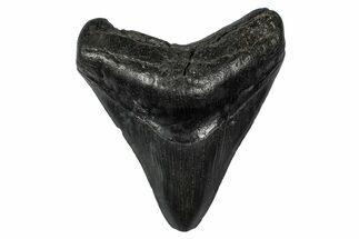 Fossil Megalodon Tooth - South Carolina #340197