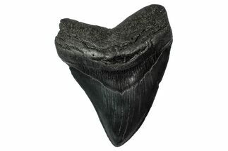Fossil Megalodon Tooth - South Carolina #340203