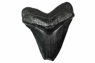 Serrated, Fossil Megalodon Tooth - Feeding Damaged Tip #340213