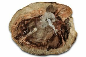 15 Inch Arizona Schilderia Petrified Wood Slab - World Class