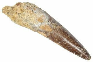 Fossil Spinosaurus Tooth - Real Dinosaur Tooth #346288