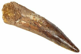 Fossil Spinosaurus Tooth - Real Dinosaur Tooth #346291