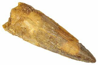 Fossil Spinosaurus Tooth - Real Dinosaur Tooth #346293
