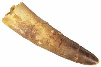 Fossil Spinosaurus Tooth - Feeding Worn Tip #346303