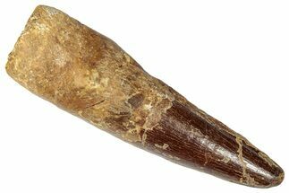 Bargain, Fossil Spinosaurus Tooth - Real Dinosaur Tooth #346304