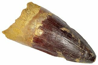 Fossil Spinosaurus Tooth - Robust Tooth #346312