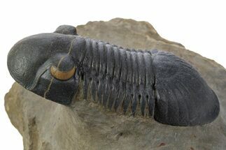 Paralejurus Trilobite Fossil - Orange Eye Preservation! #334858