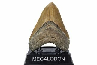 Serrated, Fossil Megalodon Tooth - North Carolina #346318