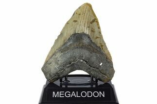 Fossil Megalodon Tooth - North Carolina #346321