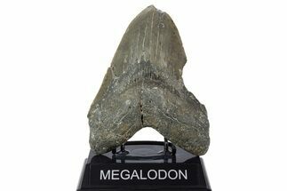 Bargain, Fossil Megalodon Tooth - North Carolina #346322