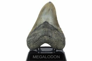 Fossil Shark Teeth For Sale