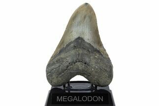 Huge, Fossil Megalodon Tooth - North Carolina #346333