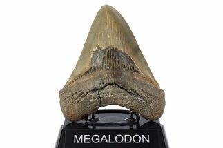 Serrated, Fossil Megalodon Tooth - North Carolina #346335
