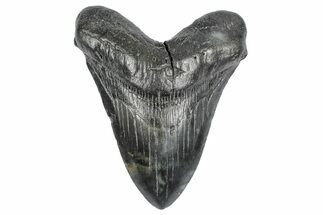 Fossil Megalodon Tooth - South Carolina #340137