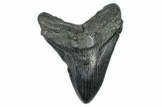 Fossil Megalodon Tooth - South Carolina #340138