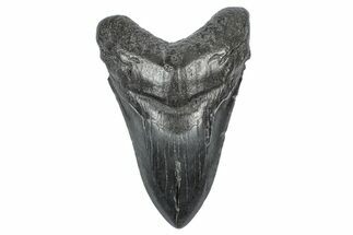 Fossil Megalodon Tooth - South Carolina #340141