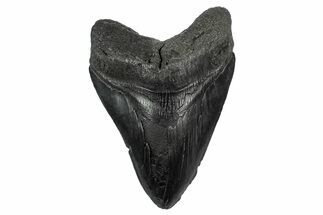 Fossil Megalodon Tooth - South Carolina #340190