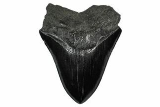 Fossil Megalodon Tooth - South Carolina #340191