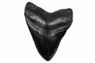 Fossil Megalodon Tooth - South Carolina #340192