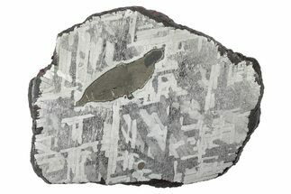 Etched Toluca Iron Meteorite ( g) Slice - Mexico #346496
