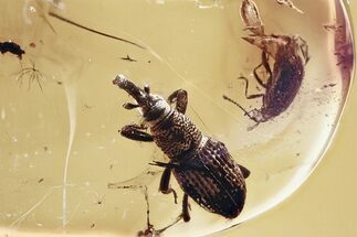 Fossil Snout Beetle (Cossoninae) In Baltic Amber #346392