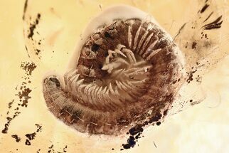 Curled Fossil Millipede (Diplopoda) in Baltic Amber #346394