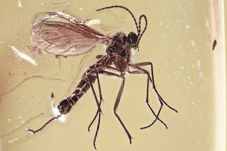 Detailed Fossil Male Fungus Gnat (Mycetophilidae) In Baltic Amber #346399