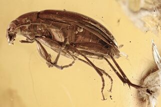 Detailed Fossil Comb-Clawed Beetle (Alleculinae) in Baltic Amber #346408