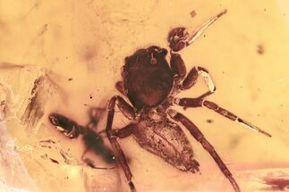 Detailed Fossil Jumping Spider (Salticidae) In Baltic Amber #346425