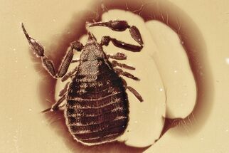 Detailed Fossil Pseudoscorpion (Pseudoscorpiones) In Baltic Amber #346427