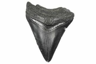 Serrated, Juvenile Megalodon Tooth - South Carolina #340515