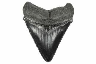 Serrated, Juvenile Megalodon Tooth - South Carolina #340516