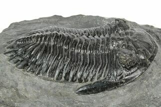 Detailed Hollardops Trilobite Fossil - Ofaten, Morocco #346536