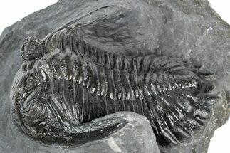 Detailed Hollardops Trilobite Fossil - Ofaten, Morocco #346540