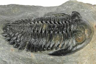 Prone Hollardops Trilobite Fossil - Orange Eye Facets #346542