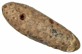 Fossil Cycadophyte Seed Cone - Boujdour, Morocco #346678