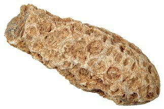 Fossil Cycadophyte Seed Cone - Boujdour, Morocco #346681