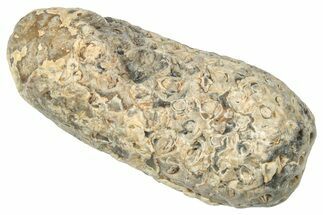 Fossil Cycadophyte Seed Cone - Boujdour, Morocco #346712