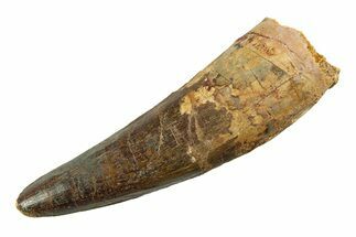 Real Fossil Spinosaurus Tooth - Huge Dinosaur Tooth #346750