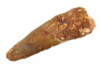 Real Fossil Spinosaurus Tooth - Huge Dinosaur Tooth #346756