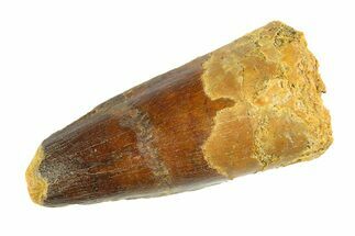 Fossil Spinosaurus Tooth - Real Dinosaur Tooth #346761