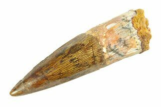Real Fossil Spinosaurus Tooth - Nice Enamel & Tip #346762