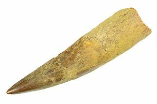 Fossil Spinosaurus Tooth - Real Dinosaur Tooth #346769